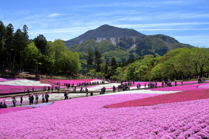 秩父羊山公園 芝桜の丘　イメージ