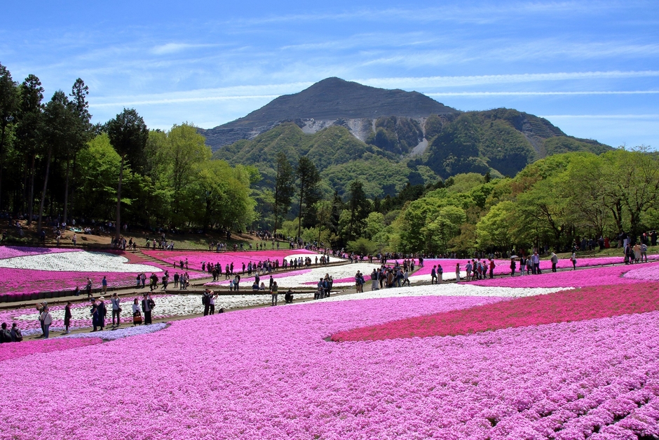 秩父羊山公園 芝桜の丘 イメージ