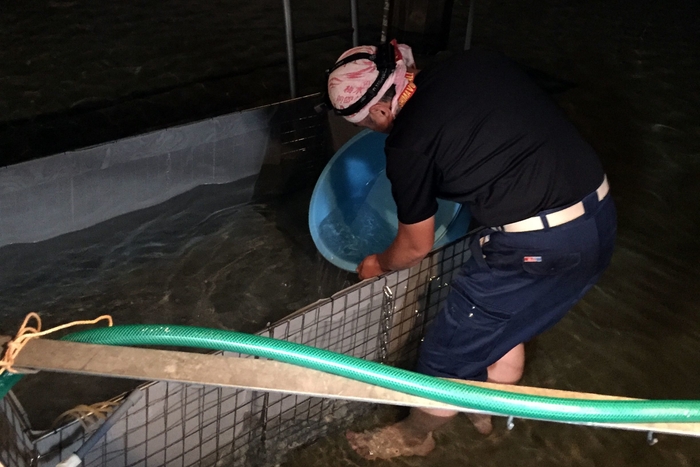 シラスウナギの池入れ