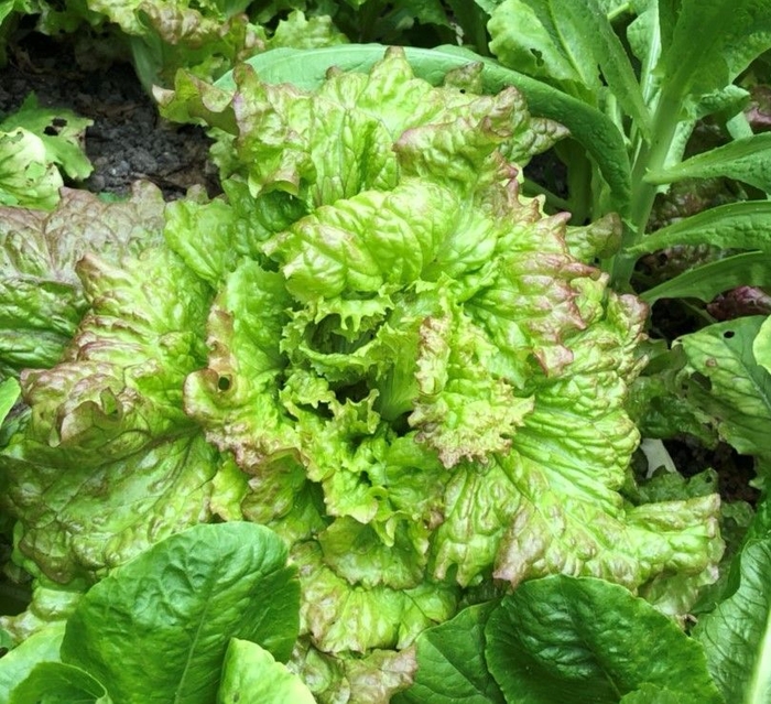 無農薬摘みたて季節の野菜