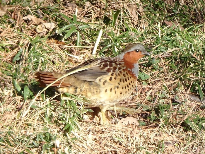 周囲にうまく溶け込んでいます(コジュケイ)