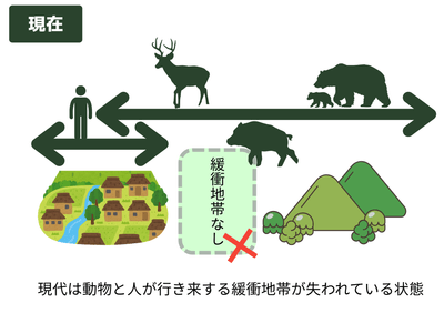 緩衝地帯がない状態で動物が降りてきやすい
