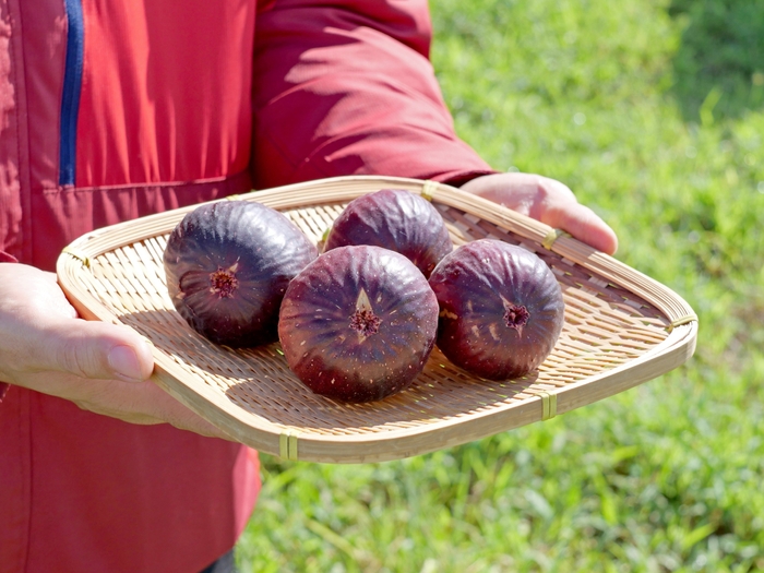 羽曳野のめぐみたっぷりの朝採り完熟いちじくを専用の包装で即日発送