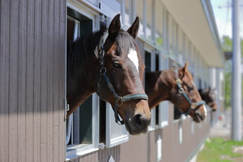 にいかっぷホロシリ乗馬クラブ」にて、可愛らしい馬たちに人参をあげる「馬ににんじんほっこり体験」