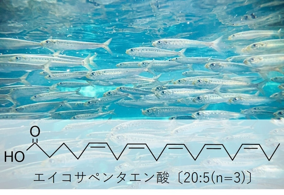 池田糖化工業、 EPA含有量を規格化した「EPAパウダー10E」を上市