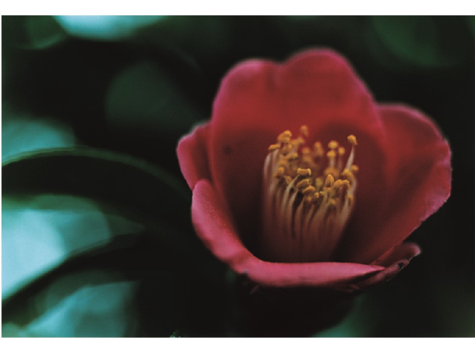 五島列島生まれの自然由来スキンケア<五島の椿> 国内最大のサスティナブル・ビューティーフェス 『ラキャルプフェス2022』に初出展!