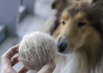 犬をしつけ教室に通わせるメリット・デメリット