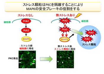 がんやALSの治療標的となりうる「ストレス顆粒」の機能を解明　がん細胞内で活発に働く増殖シグナルの活性化を防ぐ働きを持つ