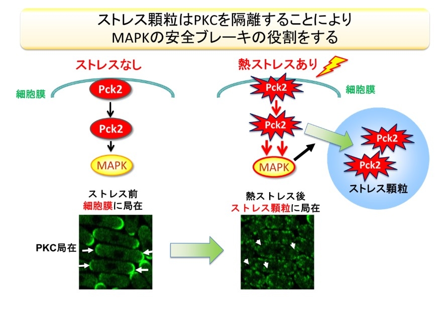 ストレス顆粒はPKCを隔離することによりMAPKの安全ブレーキの役割をする