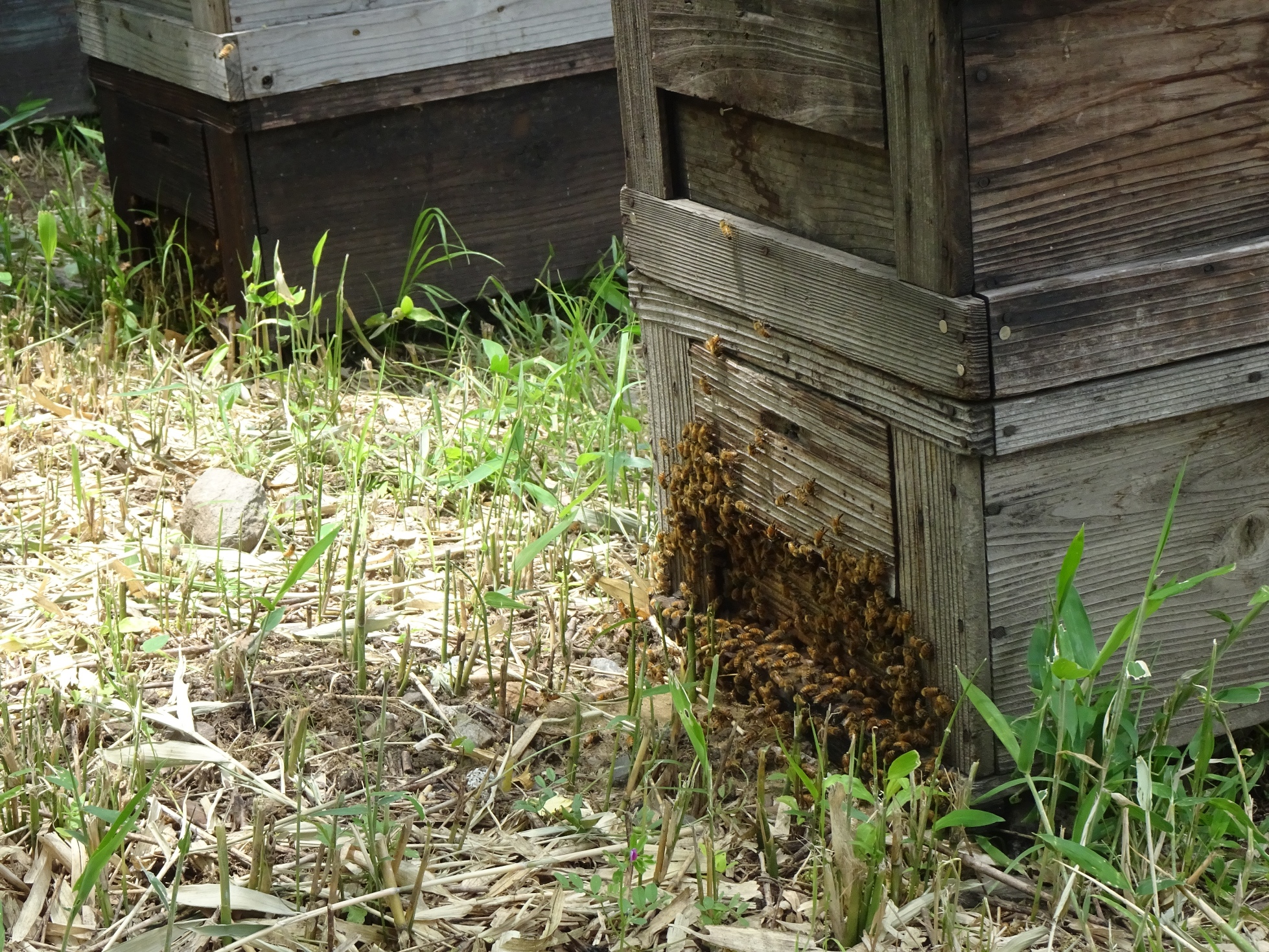 ミツバチを通じて“里山の循環性”を体験できる　ぎふ清流里山公園で養蜂体験イベントを開催