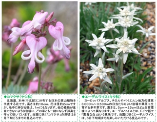 六甲高山植物園 憧れの高山植物 コマクサとエーデルワイスが 見頃です!