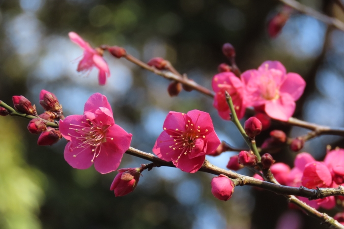 紅千鳥（2月10日撮影）