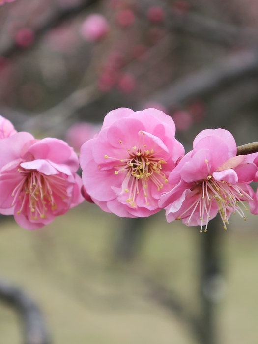 ウメ‘未開紅’（過去の開花の様子）