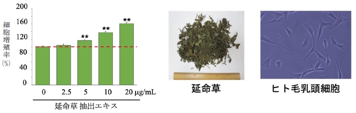 延命草のエキスに、発毛の司令塔である毛乳頭細胞を活性化する効果を発見