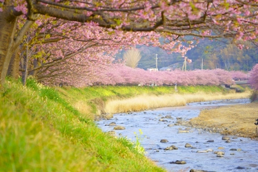 【東伊豆 北川温泉・吉祥CAREN】カレンな桜三昧「第30回 河津桜まつり」に出かけよう！   館内利用券3,000円など嬉しい特典が付いた絶景お花見温泉旅♩