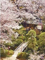 「高輪 桜まつり2019」