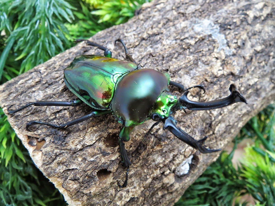 展示即売会2　ニジイロクワガタ