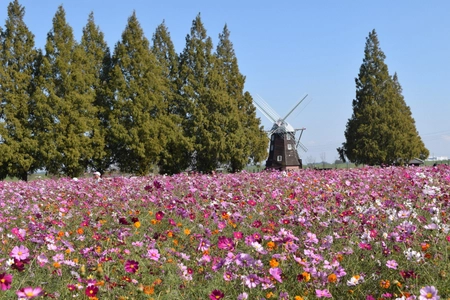 ～見頃のコスモスに囲まれてリラックス！日帰り花体験ツアー～ 「花旅コーディネーター舩山純さんとめぐる花散歩」 千葉・あけぼの山農業公園で10月18日（金）開催