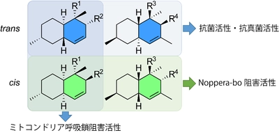 真菌の二次代謝物に新たな殺虫作用　環境に優しい昆虫制御型農薬に役立つ期待