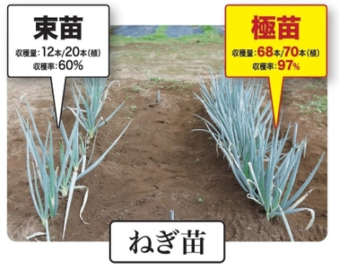 カネコ種苗株式会社とねぎびとカンパニー株式会社が共同開発　 SDGsにつながる新シリーズ「極苗2023」を2023年2月に発売