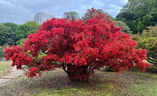八重霧島(昨年の様子)