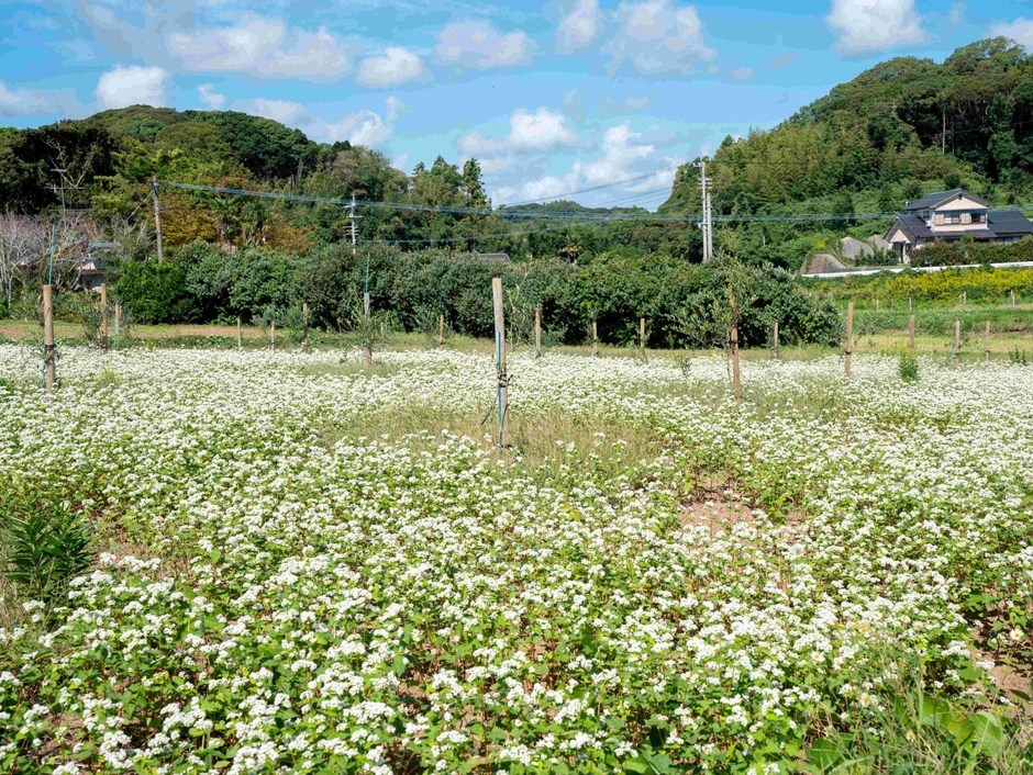 オリーブ畑の畝間にそばを植えています