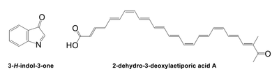 図1　これまで発色団と考えられてきた3-H-indol-3-one（左）と、今回新たに発色団であることが明らかになった2-dehydro-3-deoxylaetiporic acid A（右）