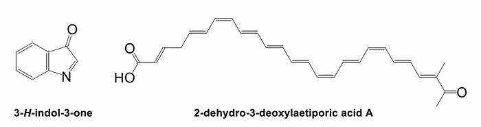 図1　これまで発色団と考えられてきた3-H-indol-3-one（左）と、今回新たに発色団であることが明らかになった2-dehydro-3-deoxylaetiporic acid A（右）