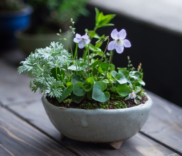 寄せ植えの一例：タチツボスミレ×朝霧草×スズメノカタビラ×リンドウ