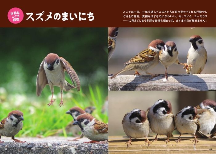 行動&しぐさ図鑑 スズメのまいにち