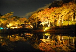 六甲高山植物園 紅葉ライトアップの様子