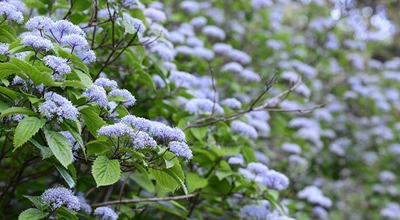 六甲高山植物園　甘い香りが漂う清楚な花 コアジサイが見頃を迎えました！