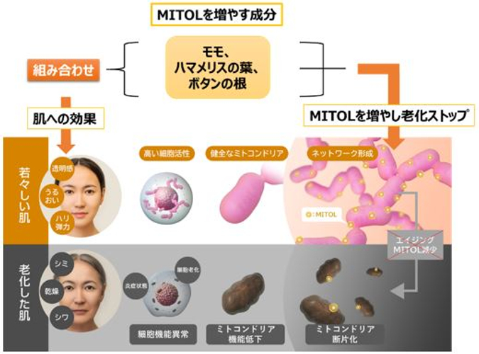 MITOLを増やす成分による肌への効果と老化の抑制　イメージ