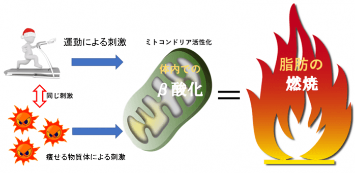 脂肪燃焼の仕組み