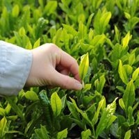 2018年一番茶