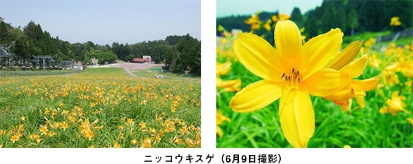 ニッコウキスゲ