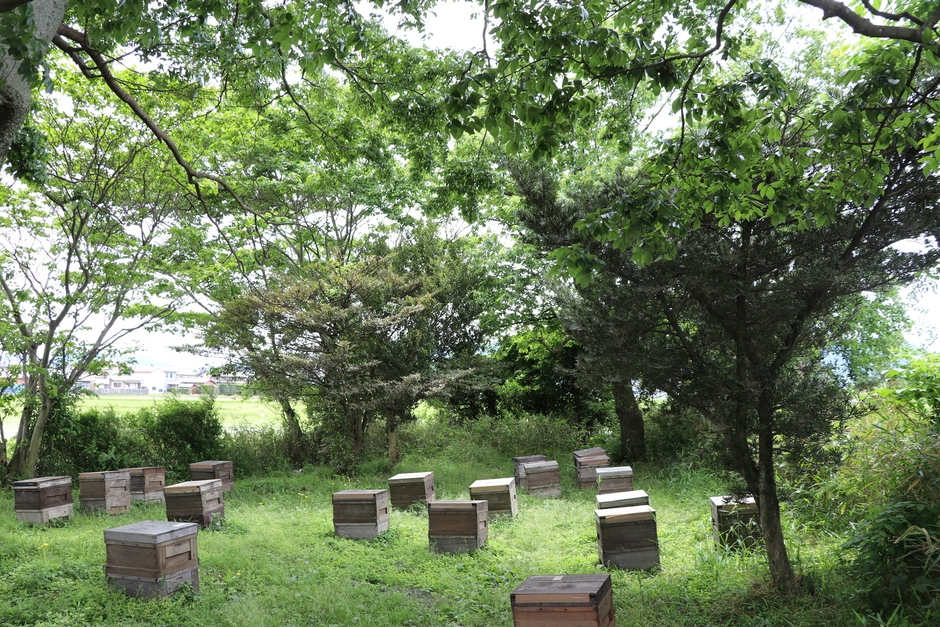 養蜂場風景