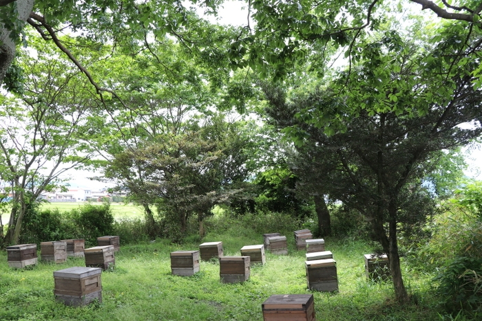 養蜂場風景