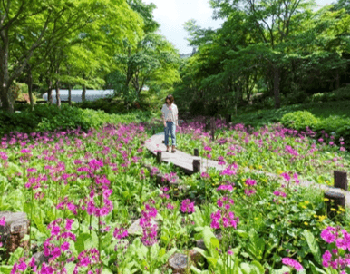 六甲高山植物園 約6,000株のクリンソウの群落(5月中旬~5月下旬)