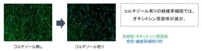 ノエビアグループ、幸せホルモンがストレス老化を抑えることを発見 　“幸せな気持ちが肌を美しくする”　 ～コルチゾールとオキシトシンが肌の老化を制御する メカニズムを明らかに～　 IFSCC (国際化粧品技術者会連盟) 第31回大会にて発表