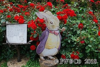 ピーターラビット(TM)とバラの世界(イメージ)