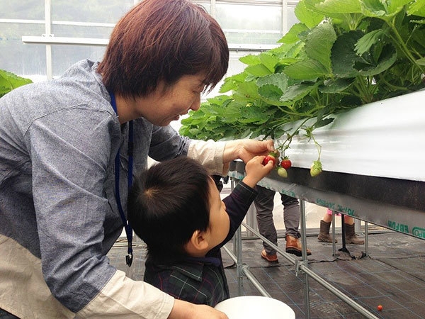 イチゴの摘み取り体験の様子