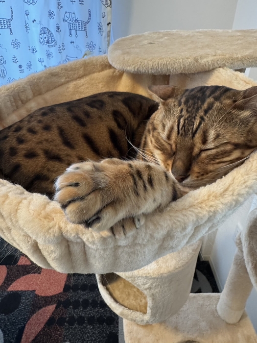 実際にお部屋で過ごす猫ちゃん2