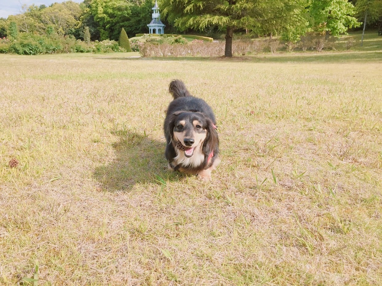 ドッグランあり(入園料のみ)