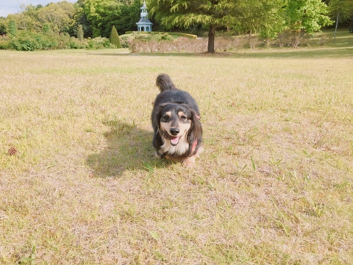 ドッグランあり(入園料のみ)