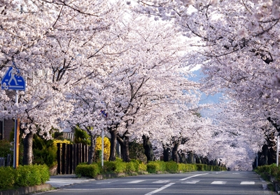 長瀞町内の桜 イメージ1