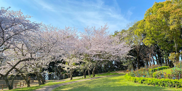 緑の芝生、春のバラ、そして桜。TAOYA西海橋の中庭散策をお忘れなく