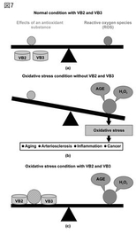 酸化ストレスと抗酸化作用とのバランス(図7)