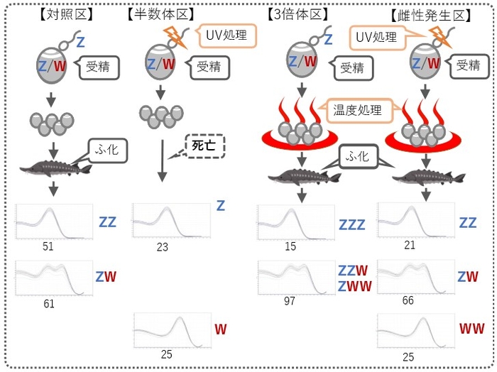 図3：実験区毎に行った処理とPCRによる遺伝型判別の結果（数字は、それぞれの遺伝型を示した個体数）