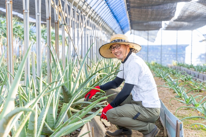 伊豆は全国でも有数のアロエの生産地